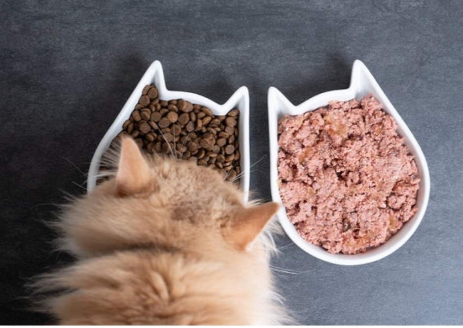 Pet Feed